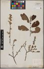 Foto von Salix aurita L.